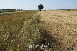 Bele za Piaskami taksiepstryka 31