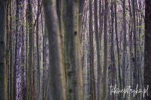 Zawilce 04 2021 11 Grzegorz Jankowski