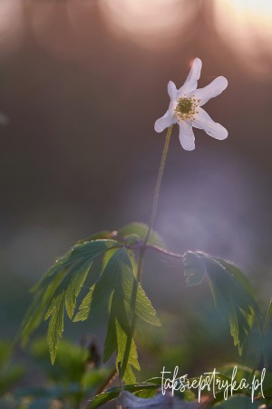 Zawilce 04 2021 25 Grzegorz Jankowski