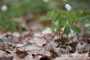 Zawilce 04 2021 8 Grzegorz Jankowski