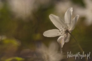 Zawilce Zwierzyniec 2021 taksiepstryka 32