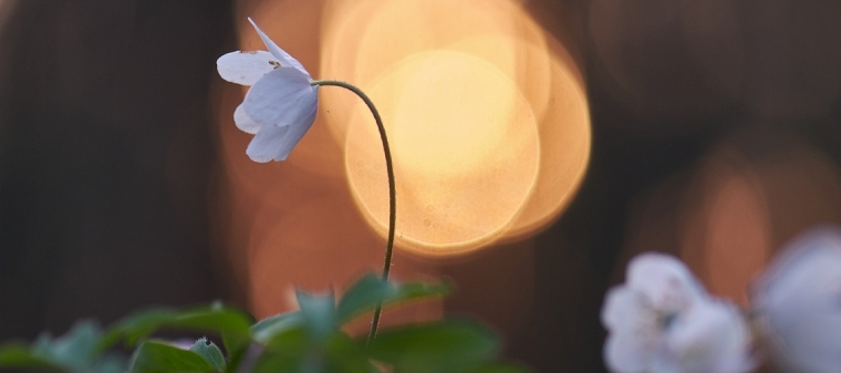 Dzień dobry, tu zawilce